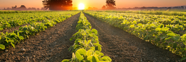 sun setting over a bean field