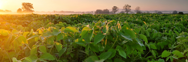 beans-sunrise-header.png