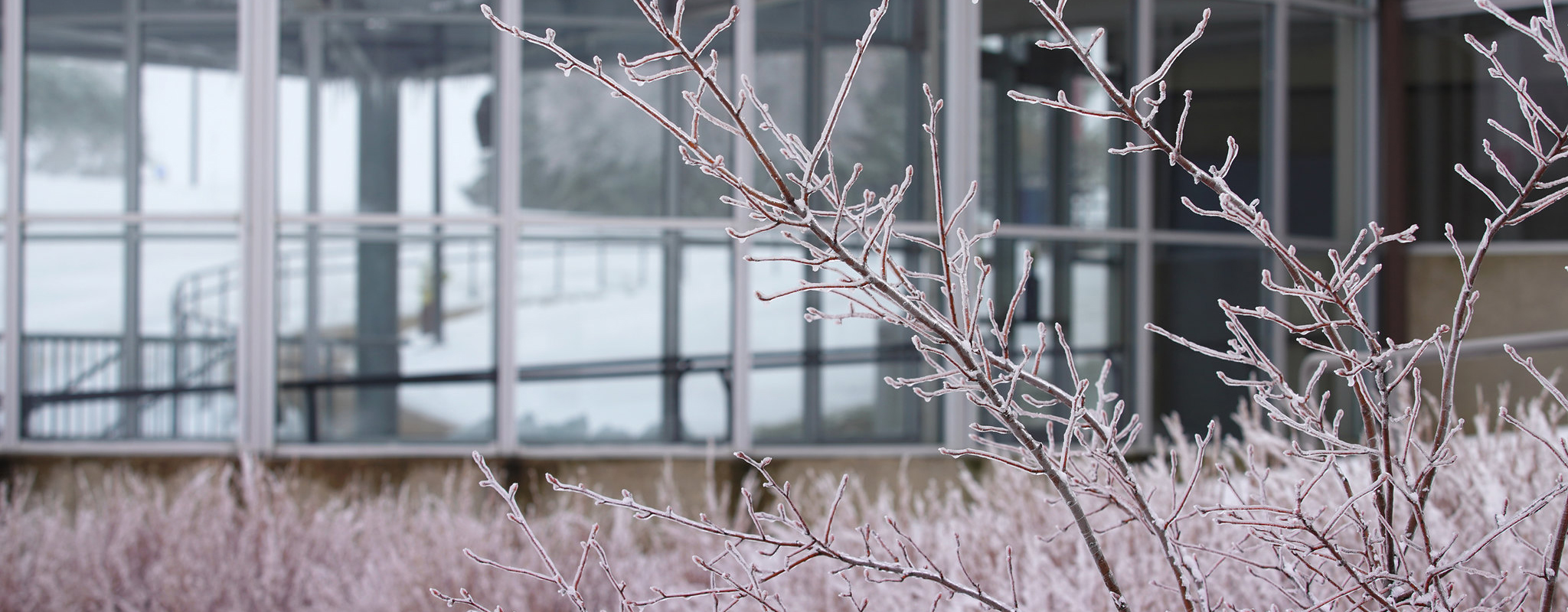 twig with frost on it in front of a wall of windows on campus.