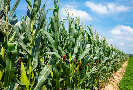 corn field