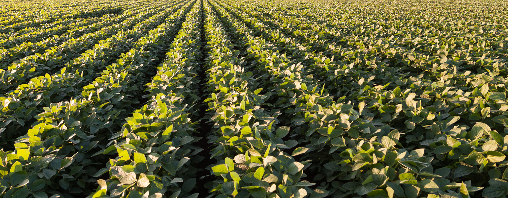 rows of soybeans.