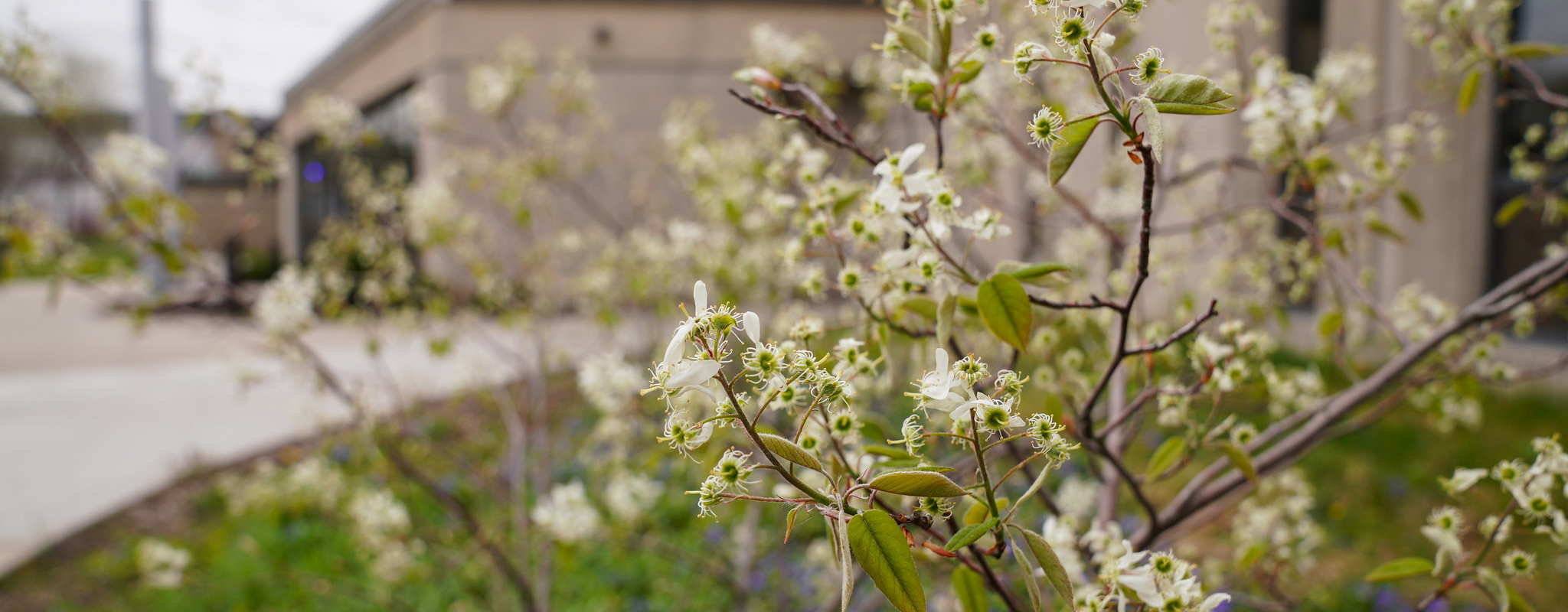 a bush with white flowers on it.