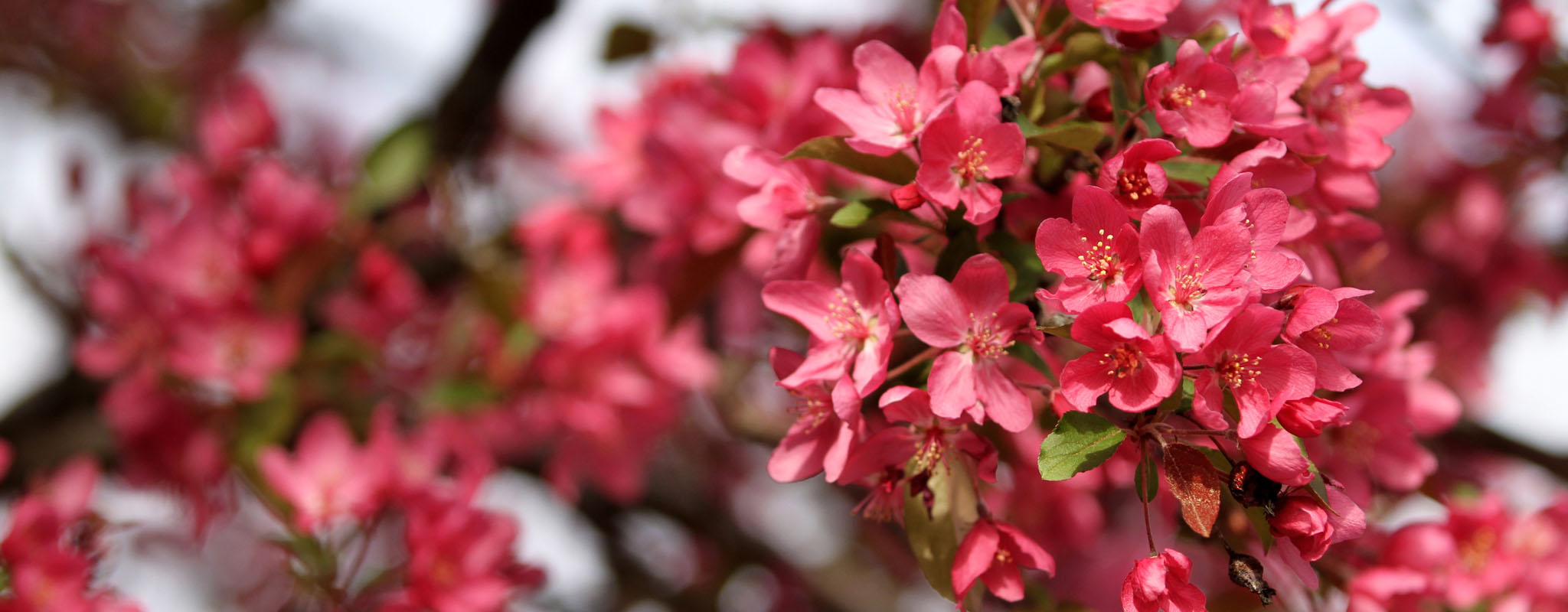 pink flowers on a tree.