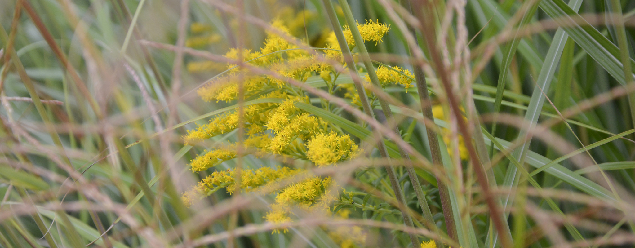 Goldenrod plant in the middle of a grass field.