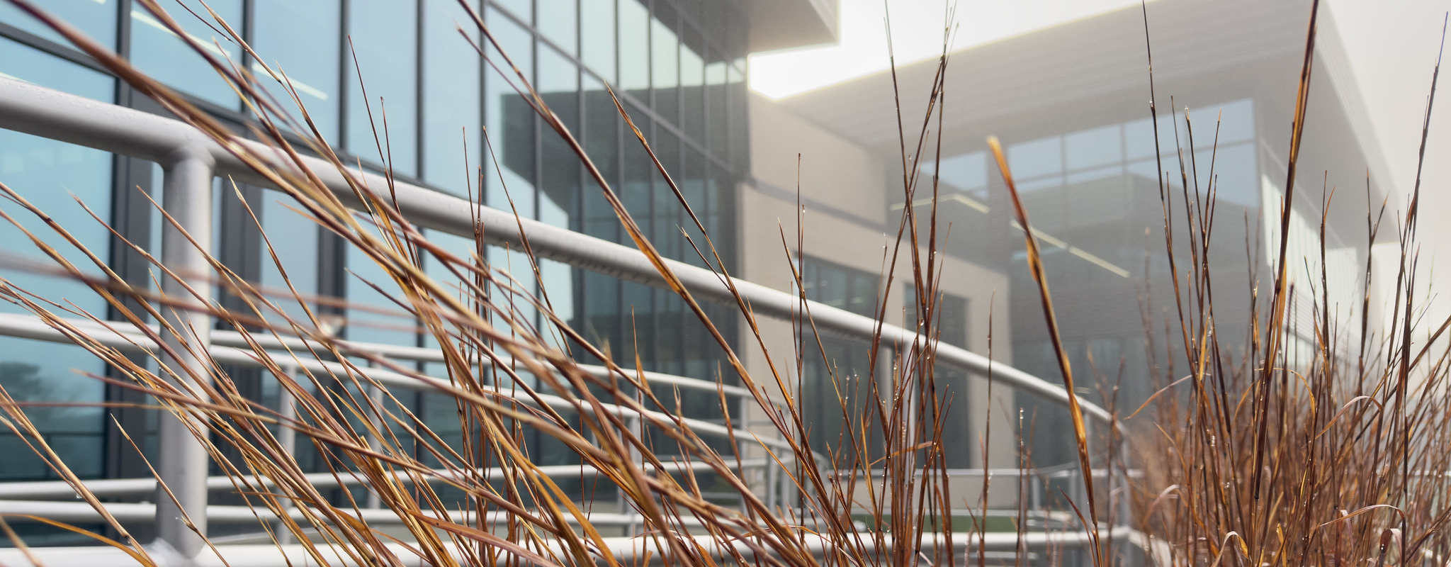 ornamental grass in front of a building