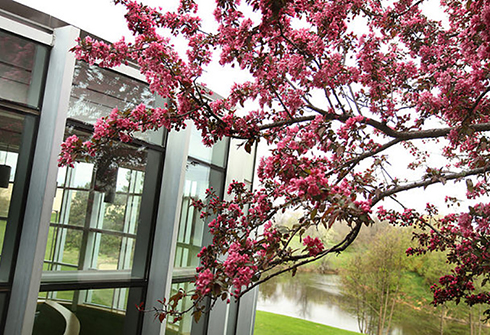 Flowering tree